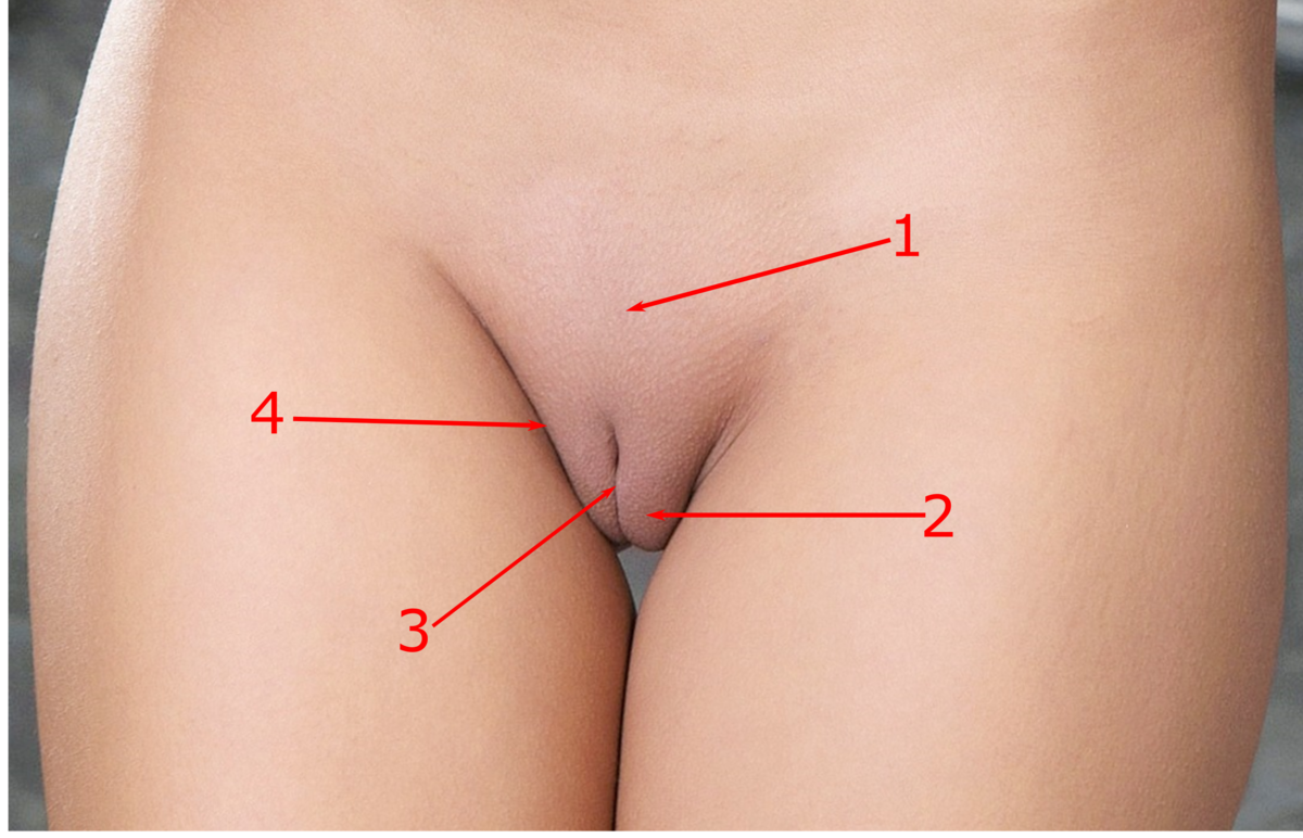 1200px-Vulva_-_front_view.png
