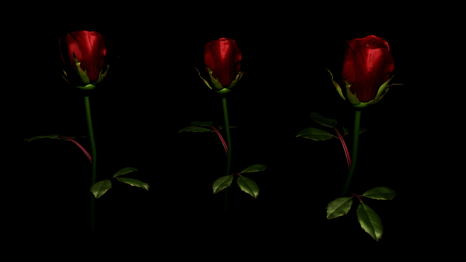 rose_red.jpg